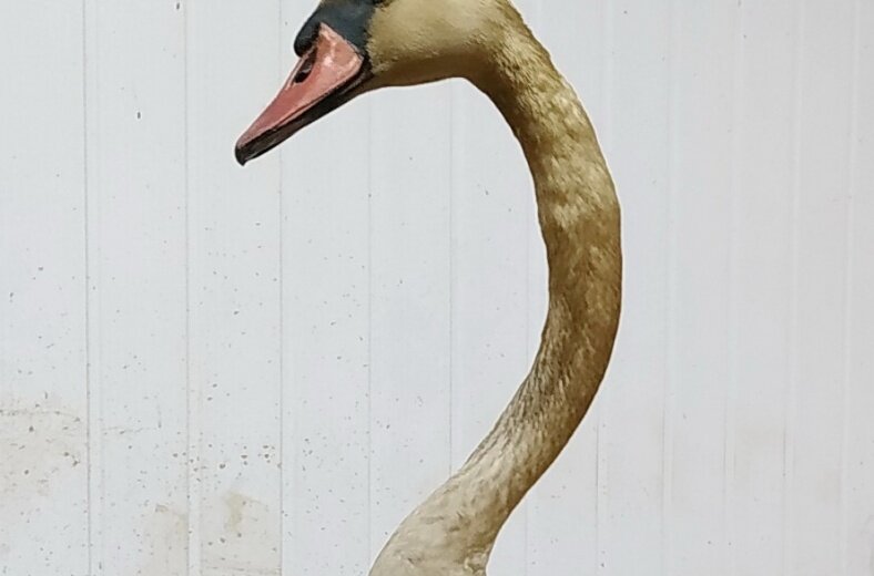 Фото из архива самарского зоопарка 