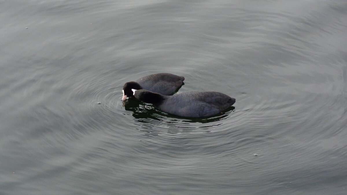 Что такое зависимые отношения?