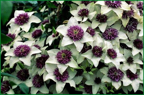 Лучшие сорта сиреневых клематисов