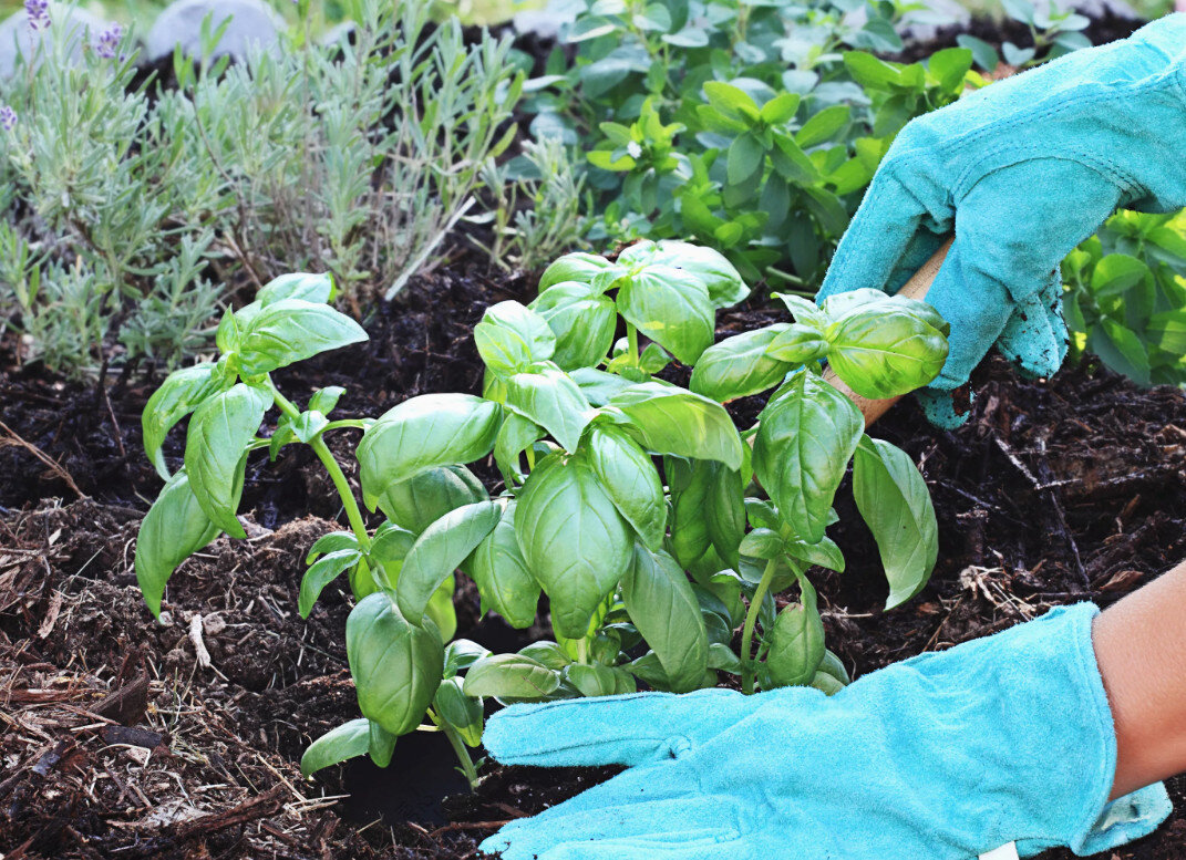 Фото с сайта: orchardo.ru 