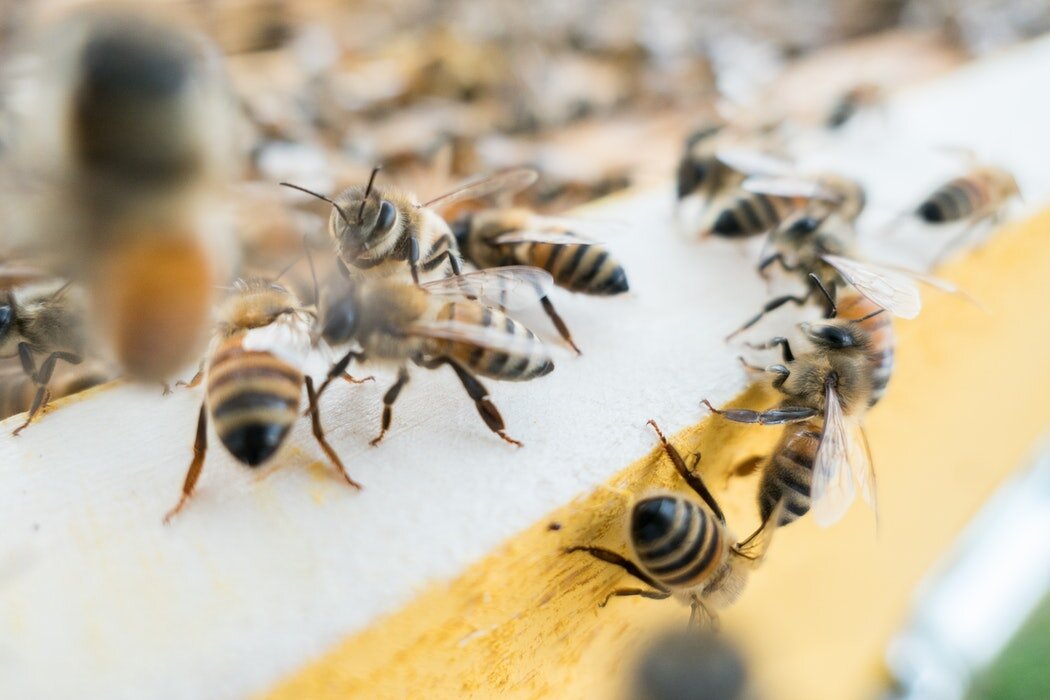 Что делать при укусе осы или пчелы?