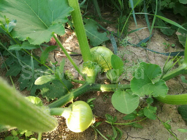 Боковые стебли необходимо обрезать