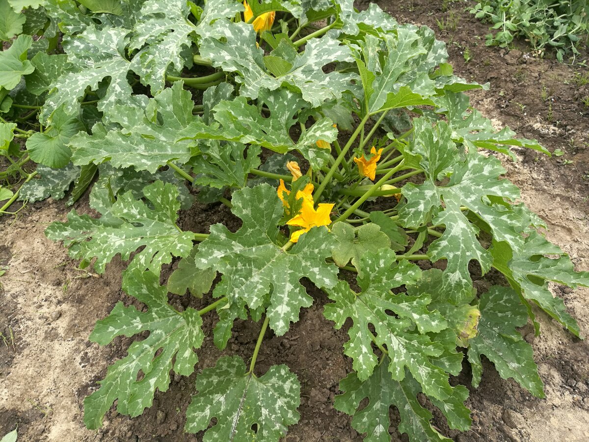 Мой любимый сорт Кавили