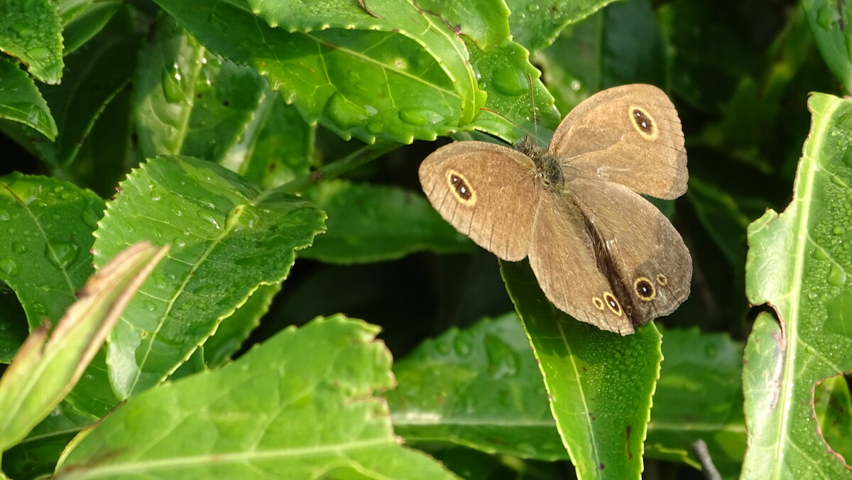 Бабочка на листьях чайного куста