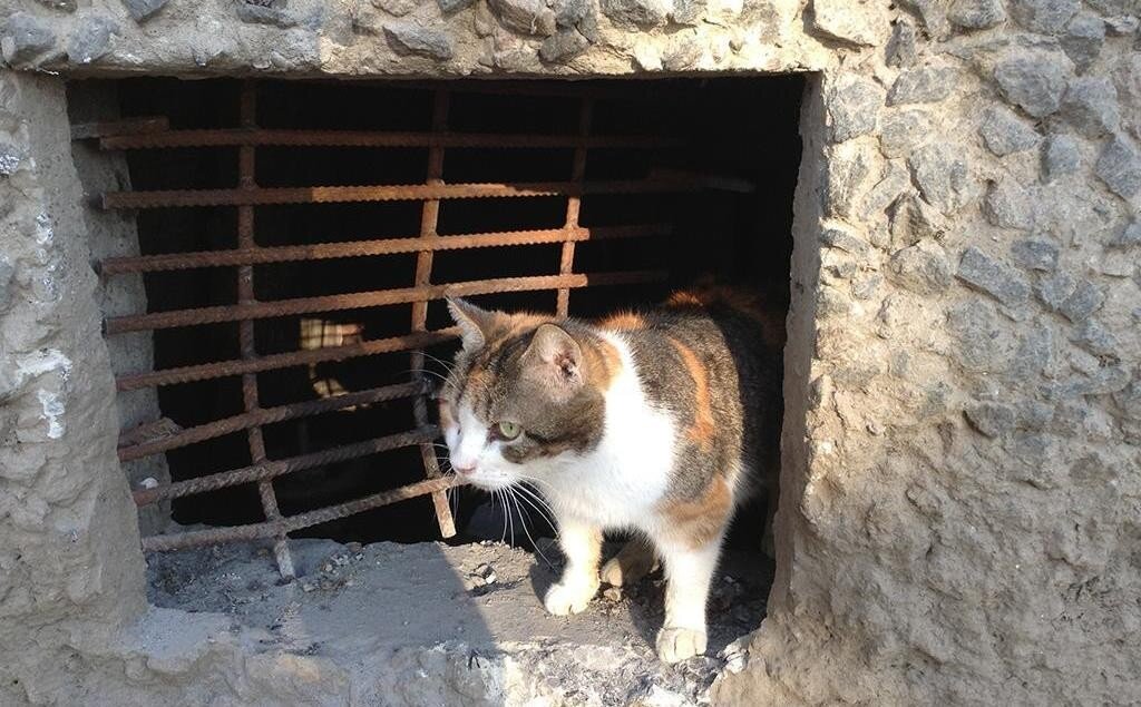 кот в подвале (картинка из интернета)