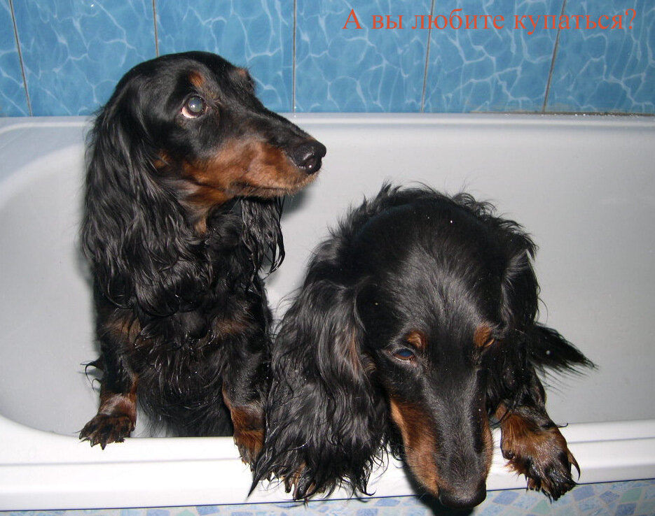 Типси и Лютик