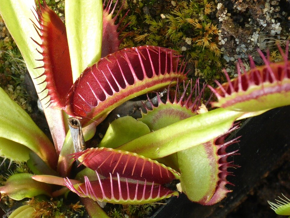 pixabay.com/photos/venus-flytrap-carnivorous-plant-1531345/