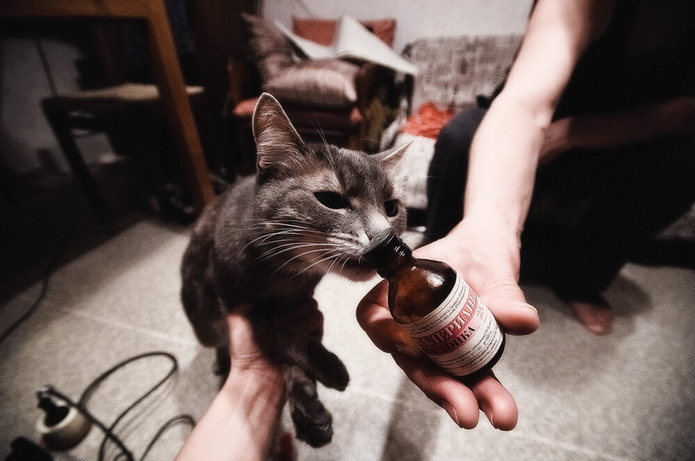 Кошки и валерьянка: почему кошки любят валерьянку, как она влияет на них и можно ли давать ее кошкам?