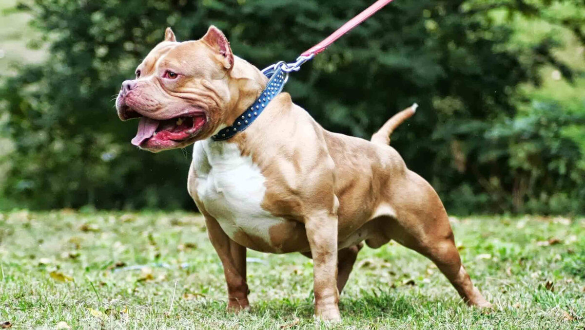 Американский питбультерьер (источник https://www.tapeciarnia.pl/tapety/normalne/159444_pit_bull_smycz.jpg)