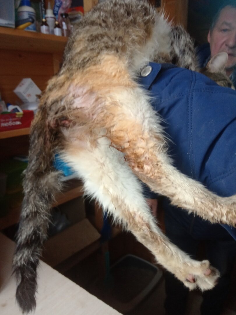 Лиза две недели пролежала на земле, пока срастался позвоночник