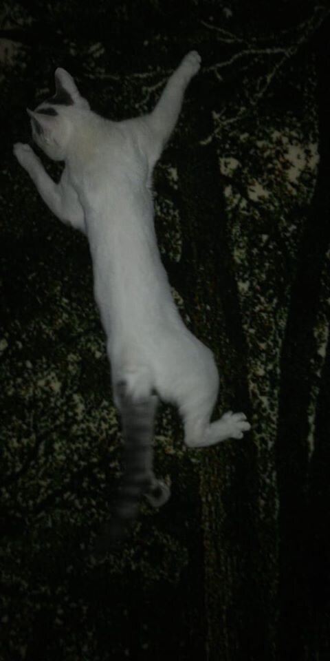 Котенок Августин привет из дома. Банда Дворян