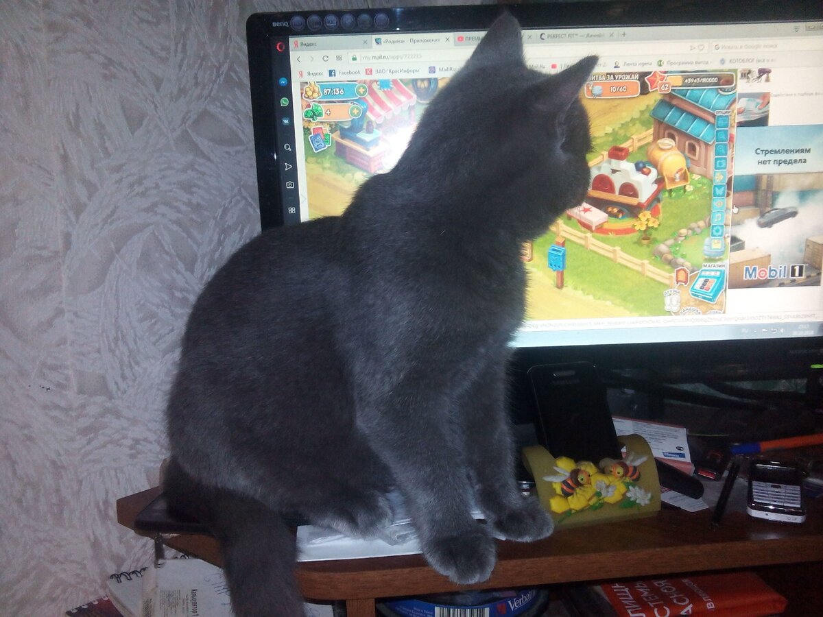 Личное фото из архива. Кузя смотрит мультики)