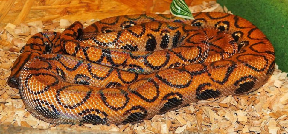 фото animallist.ru/477423a-opisanie-i-foto-udavov-raznyih-vidov