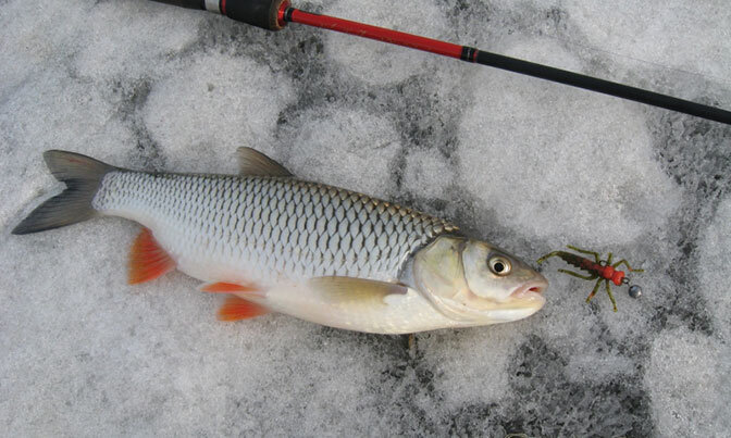 Фото из поиска Яндекса