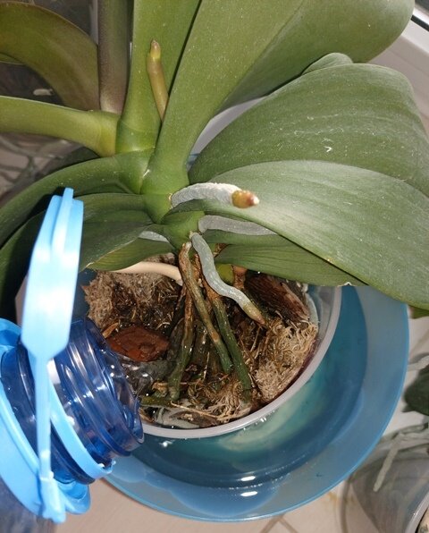 Как просто поливать домашние орхидеи.