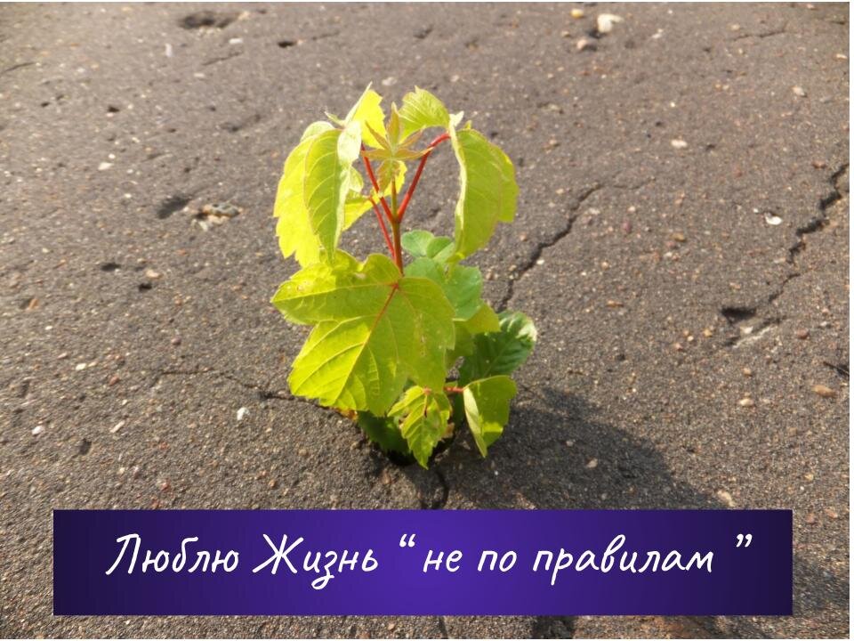 фото из моего архива. Такой маленький и такой сильный, настоящий бунтарь!