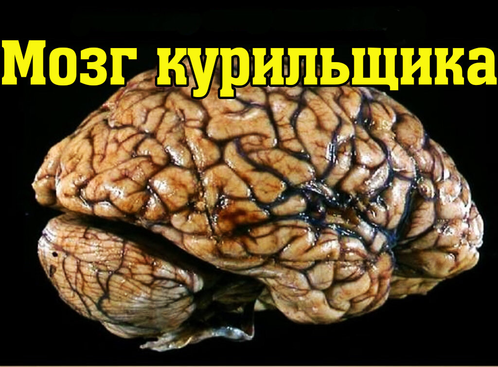Для начала -предлагаю взглянуть на "табачный" мозг