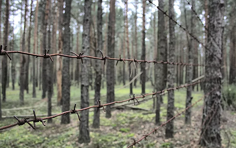 Колючая проволока в лесу. Лес за колючей проволокой. Ограждение в лесу. Колючая проволока Военная.