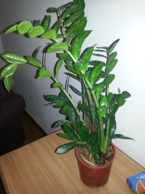 Zamioculcas zamiifolia  (ZZ)