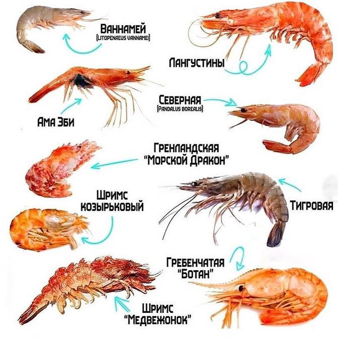 Креветки самый простой. Подвиды креветок. Сорта креветок название. Разновидность криветков. Размеры креветок.