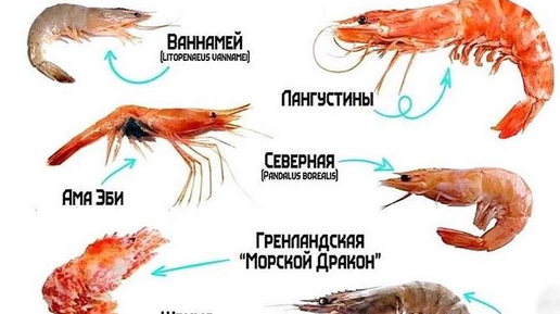 Креветка с клешнями. Название креветок. Креветки королевские белоногие. Prawns and shrimps разница. Креветка тигровая.