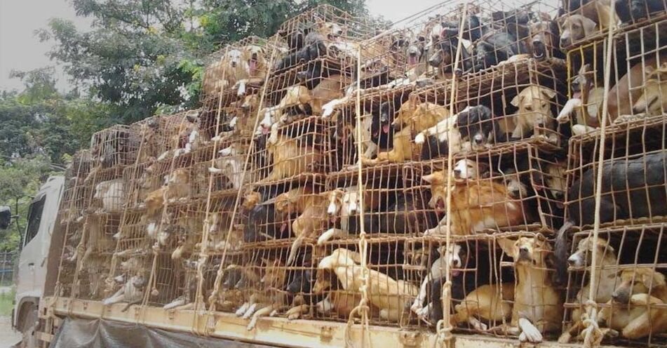 Транспортировка в Юйлинь