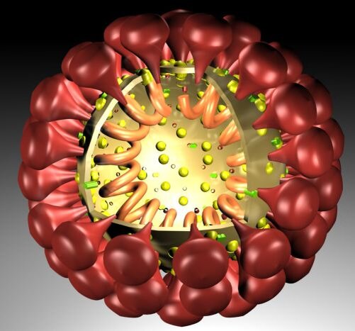 3D модель Alphacoronavirus 1, ru.wikipedia.org