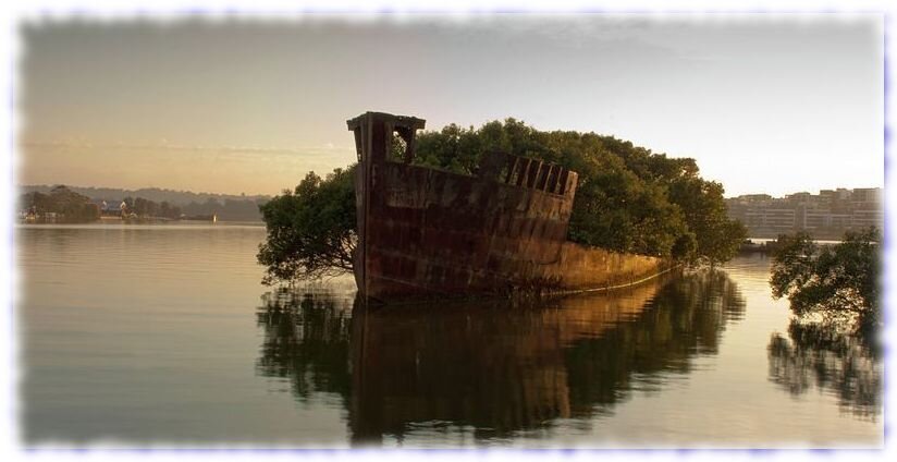 SS Ayrfield, от грузового  судна до плавучего леса, уникальная экосистема, навсегда запертая в бухте Хоумбуш в Австралии