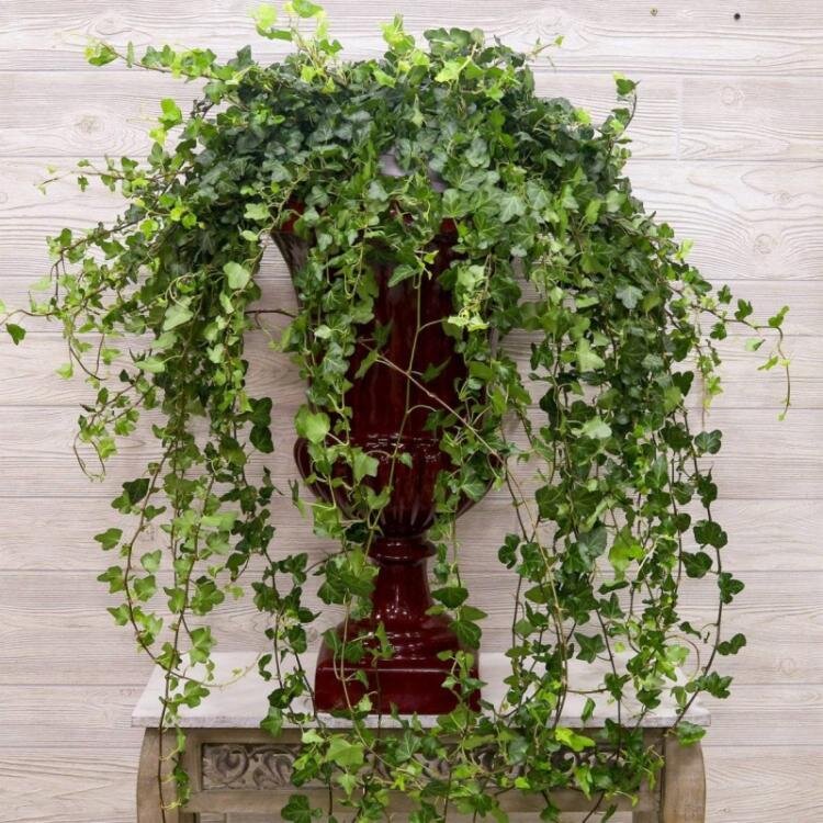 Вьющиеся растения. Данные растения притягивают разнообразные болезни, к таким растениям не относится виноград. 