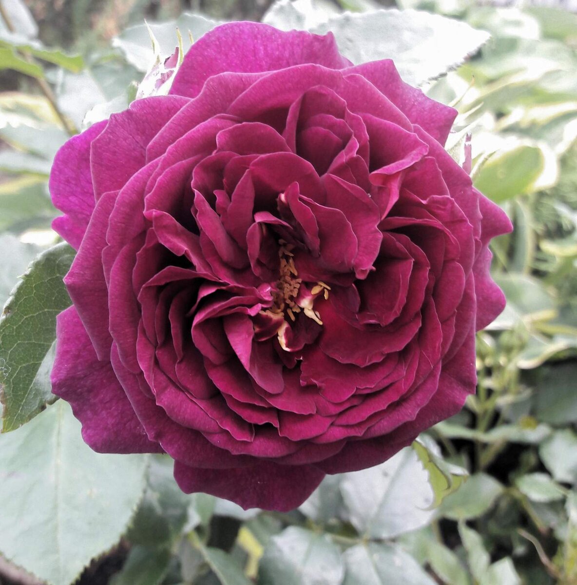 Раздел 1: История выращивания роз