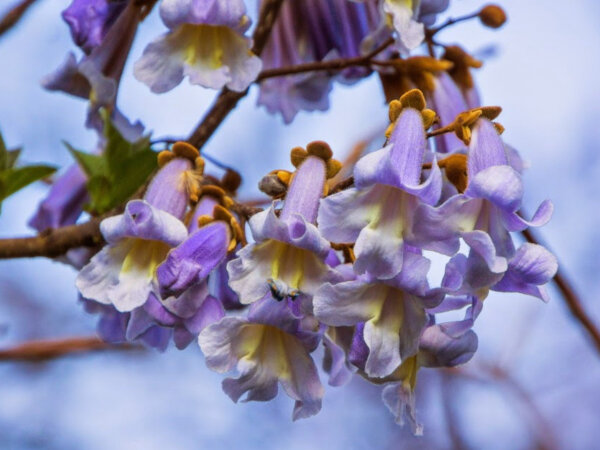 Павловния войлочная (Paulownia tomentosa)