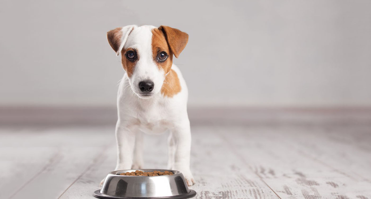  (источник:pinestreetanimalhospital.com)