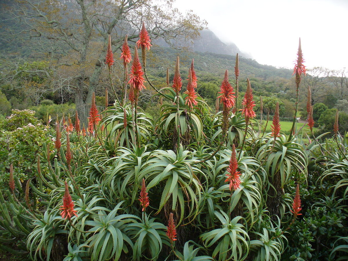 Aloe perfoliata L