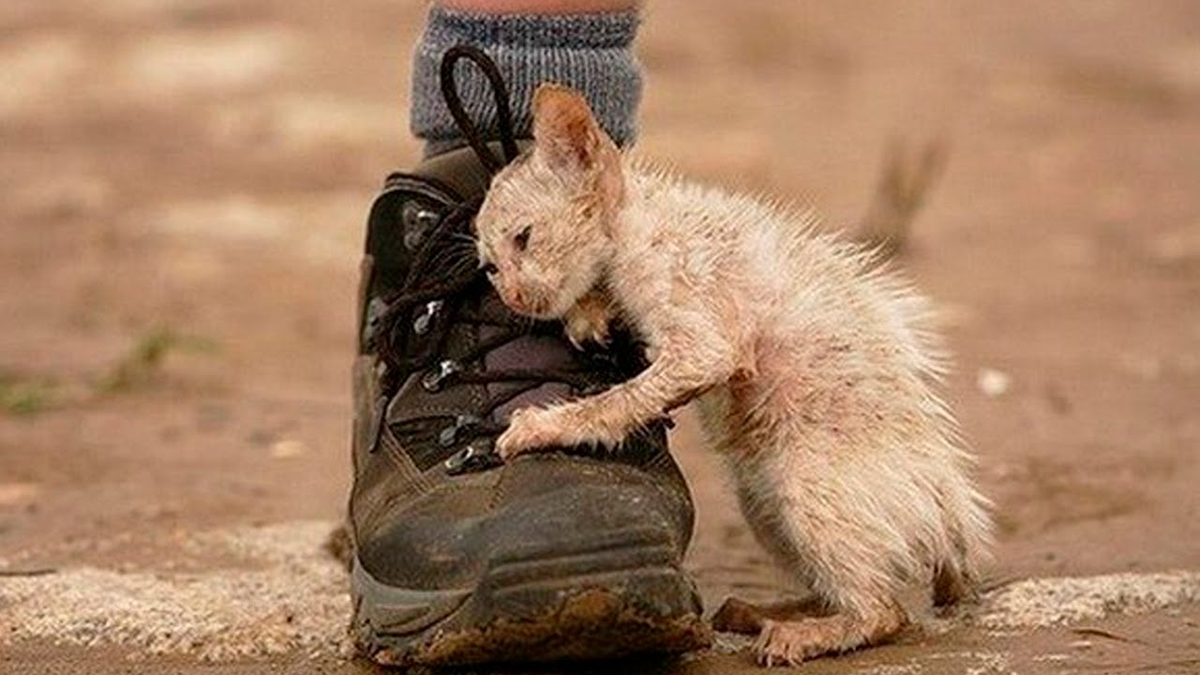 Человек, где твоя человечность?