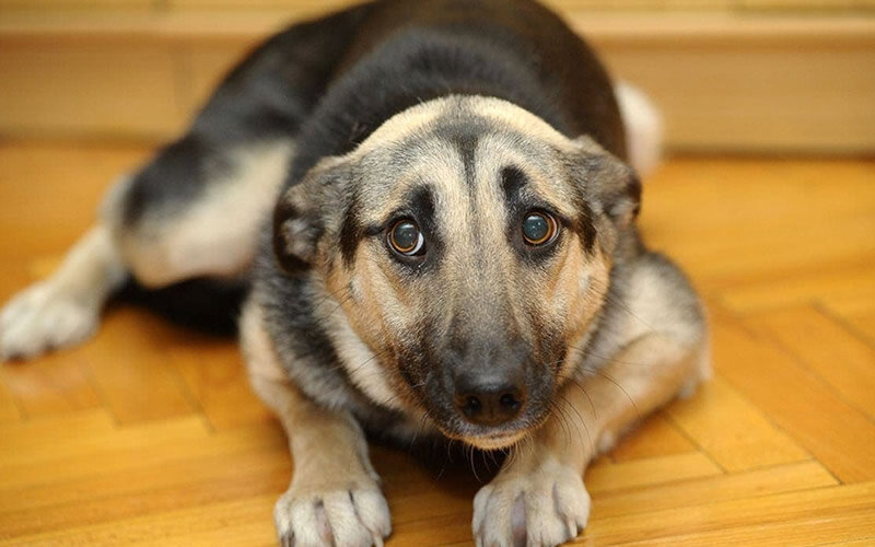 Если у вас собака, подверженная страхам, неуверенно чувствующая себя в обществе других собак и из-за этого испытывающая дефицит социальной активности, ситуация требует вмешательства. Фото: animalcaresanctuary.org
