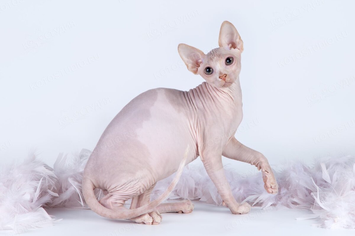 Канадский сфинкс. Взято с Яндекс.Картинки