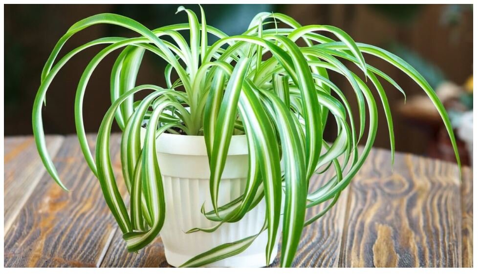 Хлорофитум 