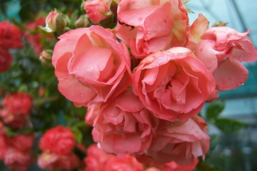 Полиантовые розы: фото и описание сортов, уход и выращивание из семян, черенков, укрытие на зиму