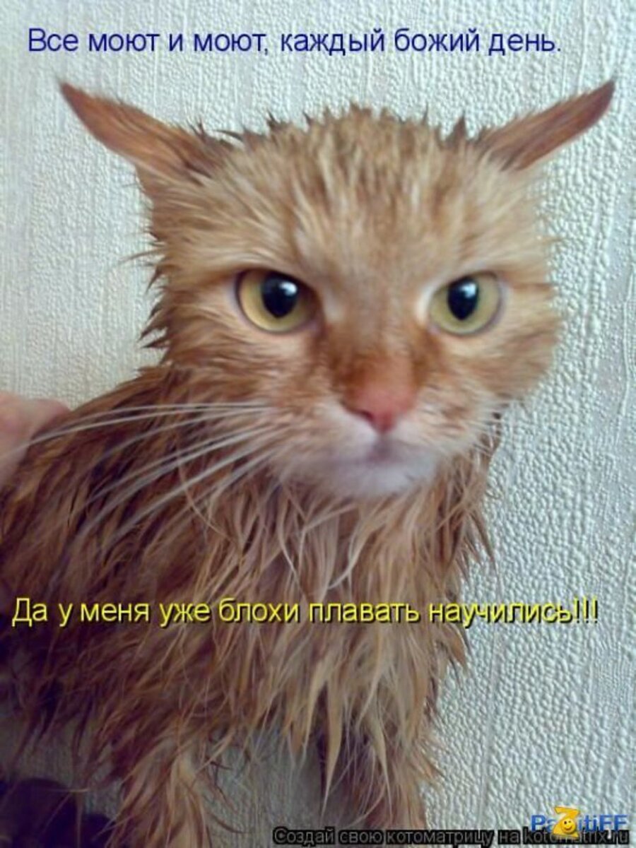 Кошка сохла сохла сохла. Мокрые кошки смешные. Мокрый кот мем. Кот напакостил фото. Кошка сохла сохла сохла.