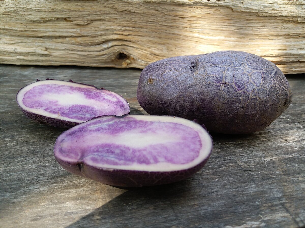 Сорт картофеля фиолетовый Викинг