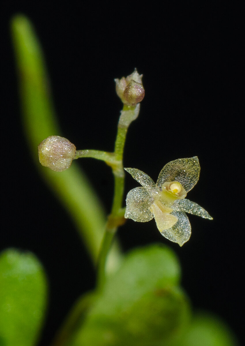Platystele scopulifera