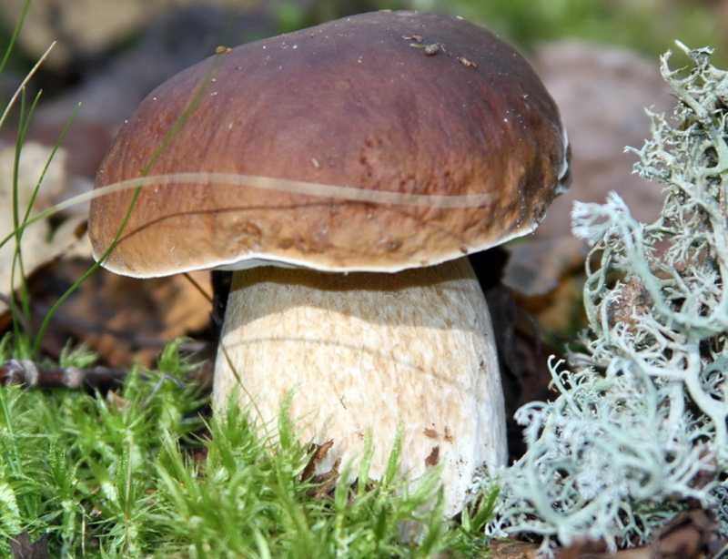 Фото 1. Белый гриб.