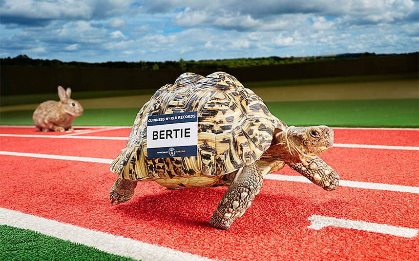 Bertie - самая быстрая черепаха в мире (28 см/сек) 