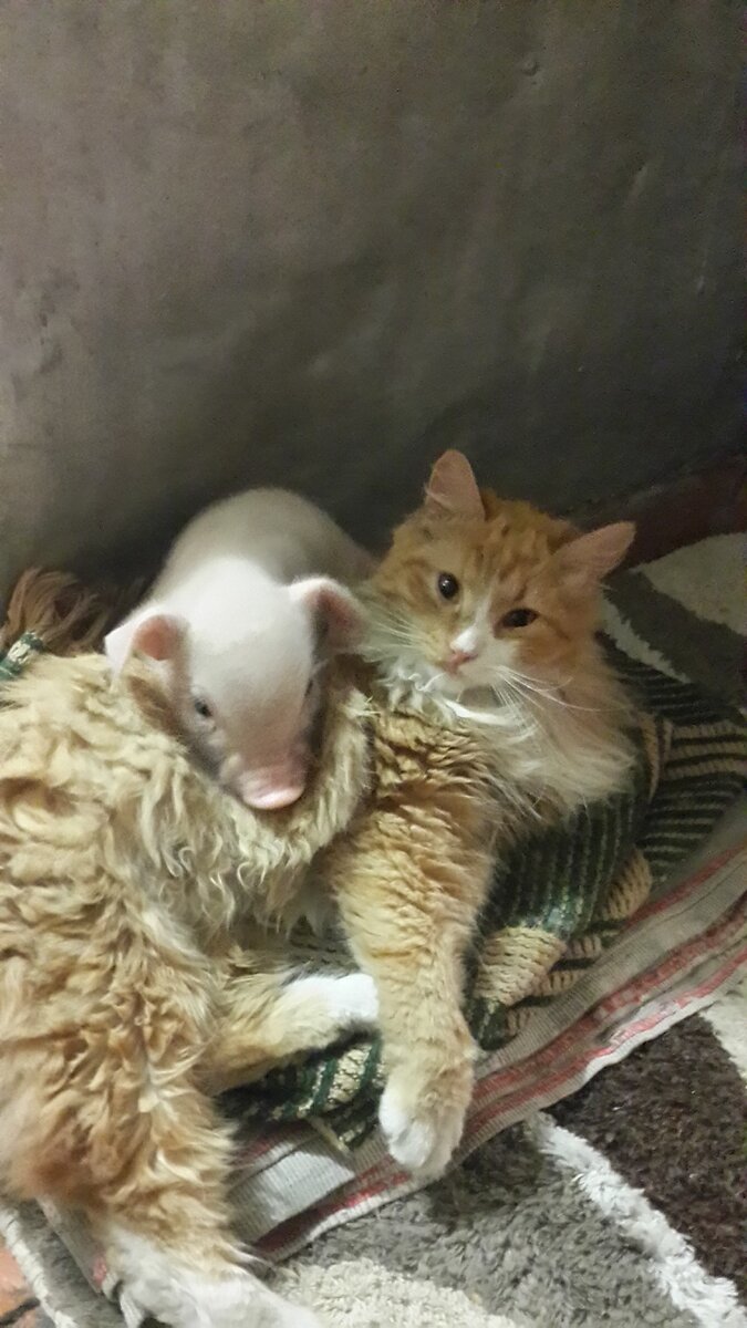 Мои животные дружат всегда.