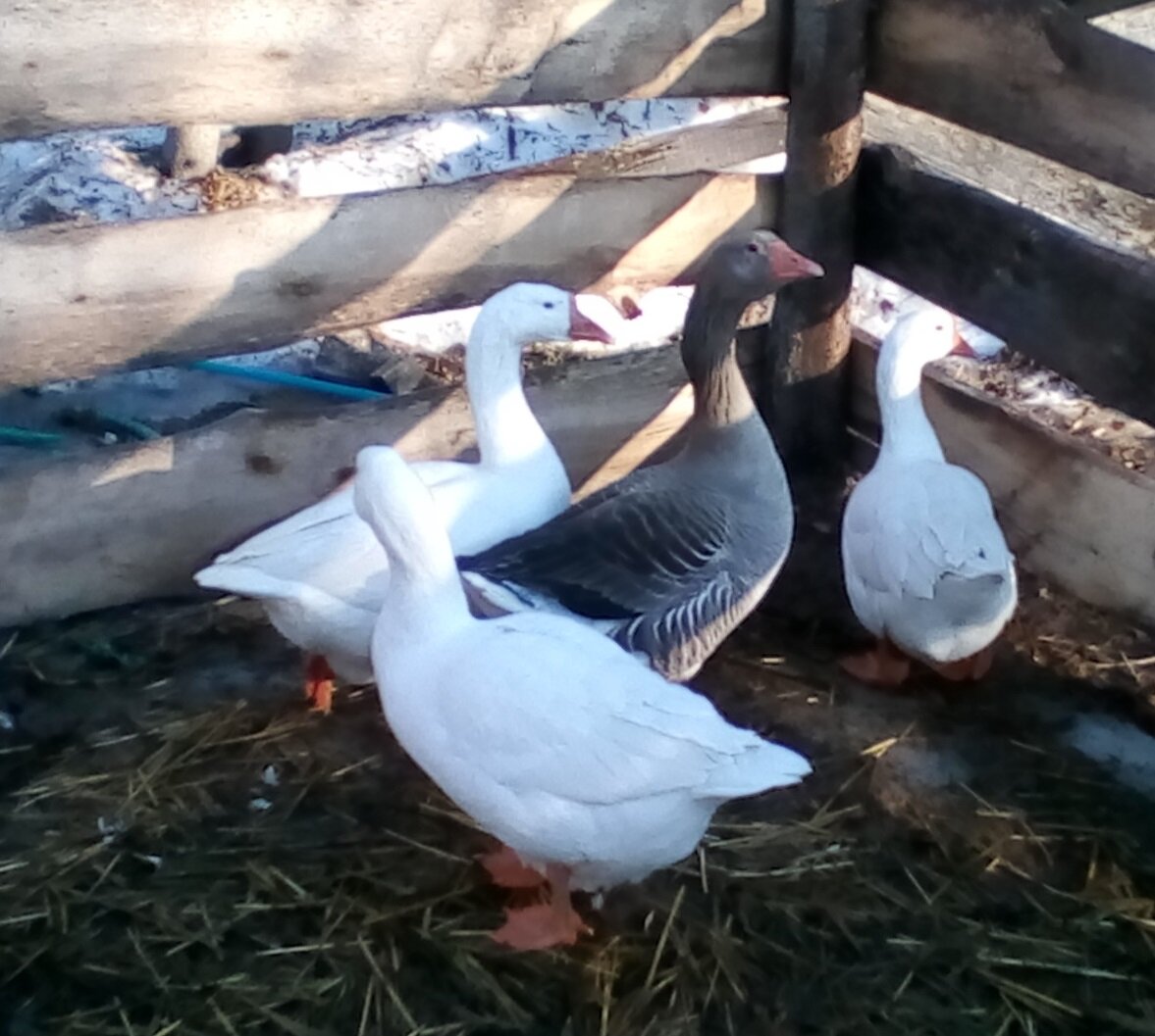 Линдовские гусыни и Крупно серый гусак