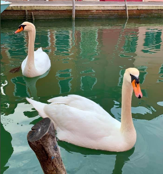 @fiIterjm Твиттер : Из-за отсутствия лодок вернулись лебеди