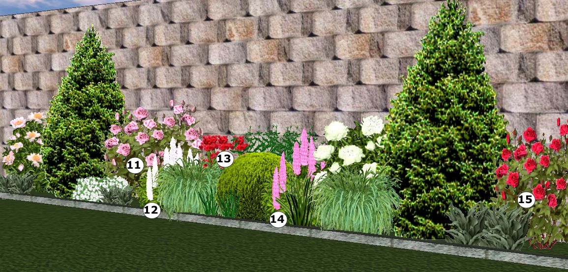 Июнь: 11 - Роза канадская Прейри Джой, 12 - Люпин Gallery White, 13 - Ирис бородатый Боевой вождь, 14  - Люпин Бамбино Пинк, 15 - Роза канадская Морден Файрглоу