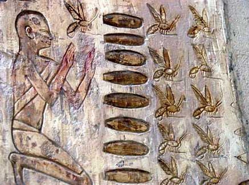 Самое раннее упоминание. Пчеловодство в древнем Египте. Изображения пчел на гробницах фараонов в Египте. Египетские наскальные фрески. Мед в древнем Египте.