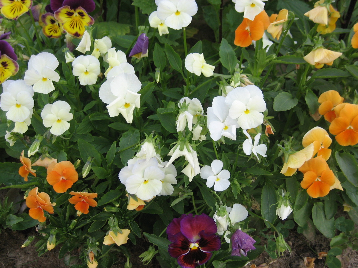 мои цветочки, в огромных количествах сажала их впервые дачные годы, фото автора