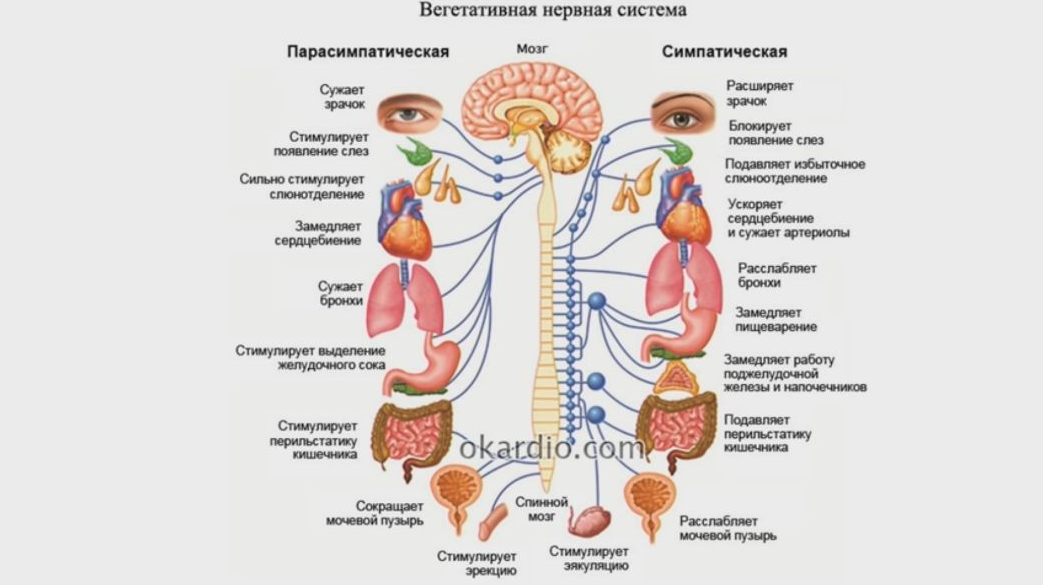 Симпатическая и парасимпатическая нервная система рисунок егэ